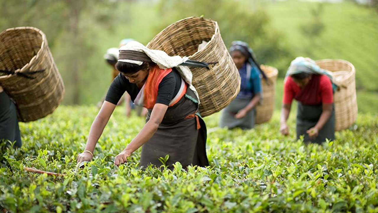 চা শিল্পে দুর্দিন, হাহাকার