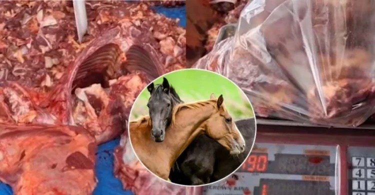 গরুর মাংস, না ঘোড়ার? প্রশ্ন এখন বাজারে