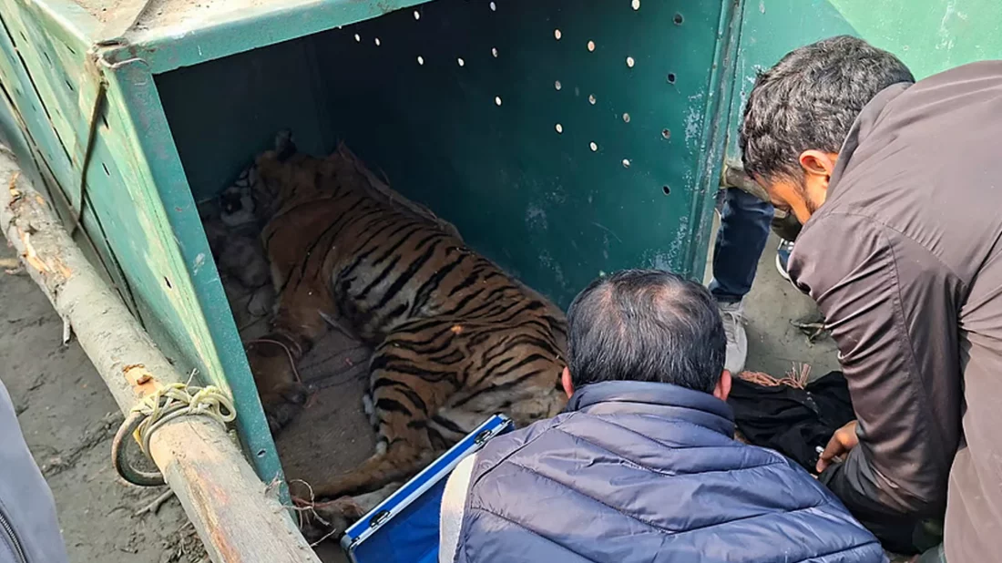 সুন্দরবনে ফাঁদে আটকা বাঘিনী উদ্ধার, খুলনায় চিকিৎসাধীন