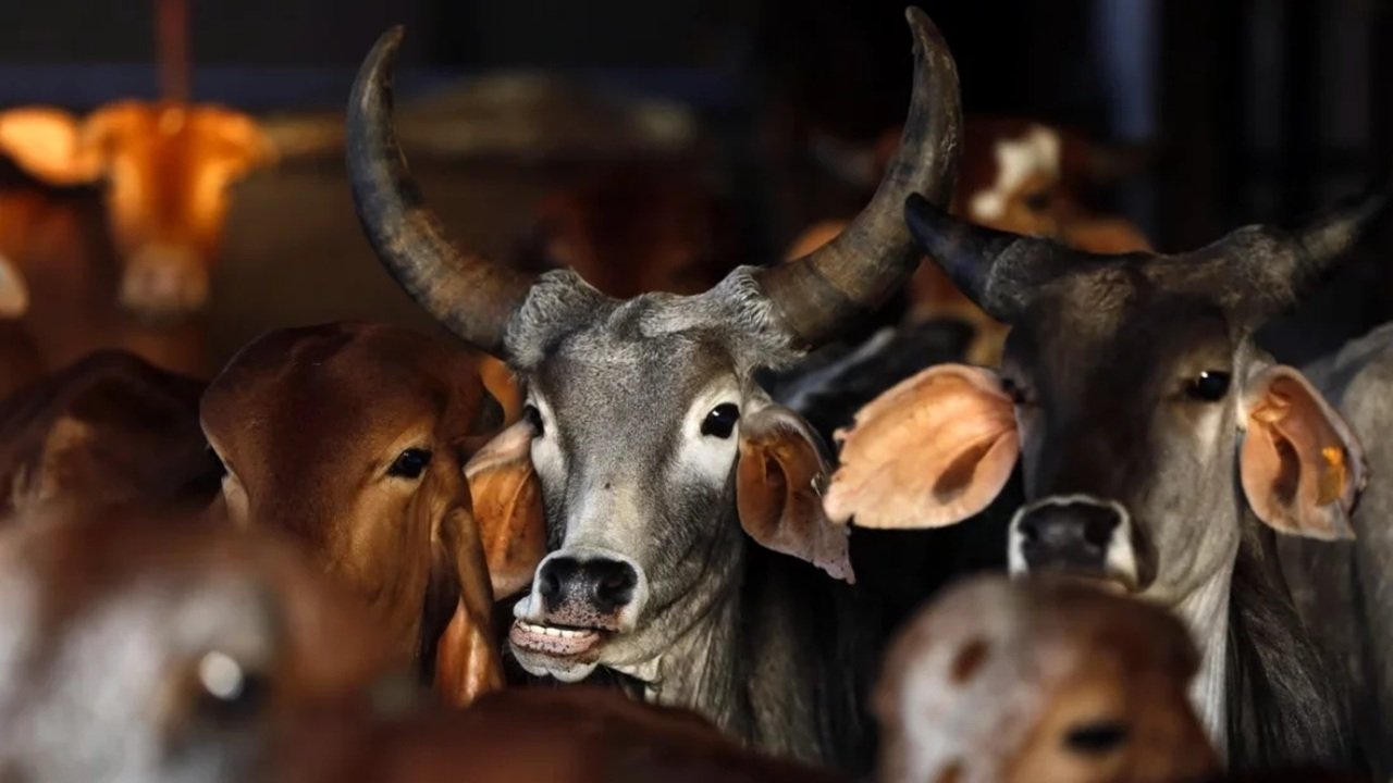 পশ্চিমবঙ্গে পশু জবাইয়ে নিষেধাজ্ঞা, না মানলেই জেল!